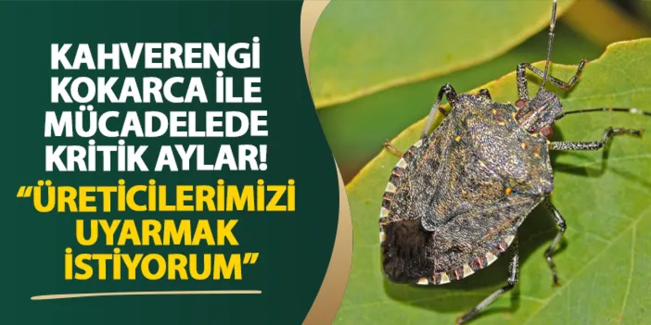 Samsun’da Kahverengi Kokarca ile mücadelede kritik aylar! “Üreticilerimizi uyarmak istiyorum”