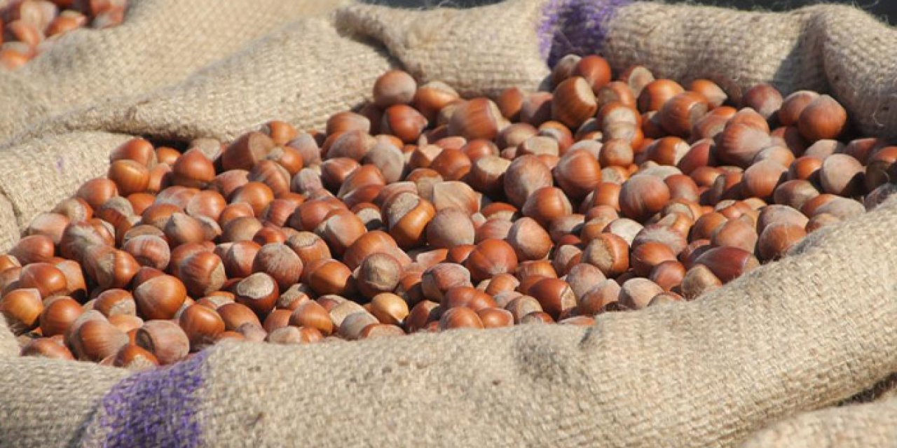 Samsun’da fındık fiyatları yükseliyor! 160'ye çıkacak mı?