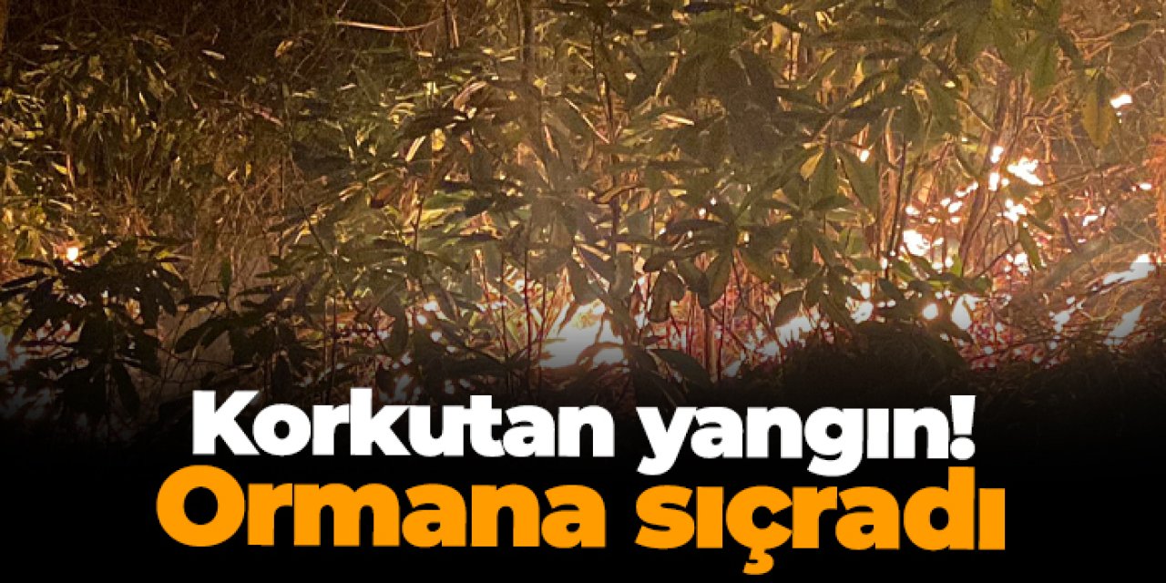 Rize'de korkutan yangın! Ormana sıçradı! 15 dönüm zarar gördü