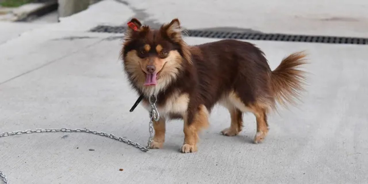 Trabzon’da sokaktaki canlar yuva sahibi oluyor!