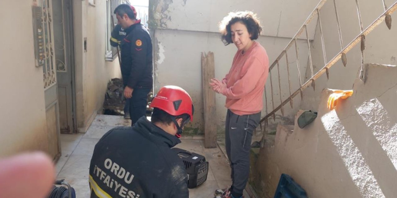 Ordu’da evcil kedinin imdadına yetişildi!