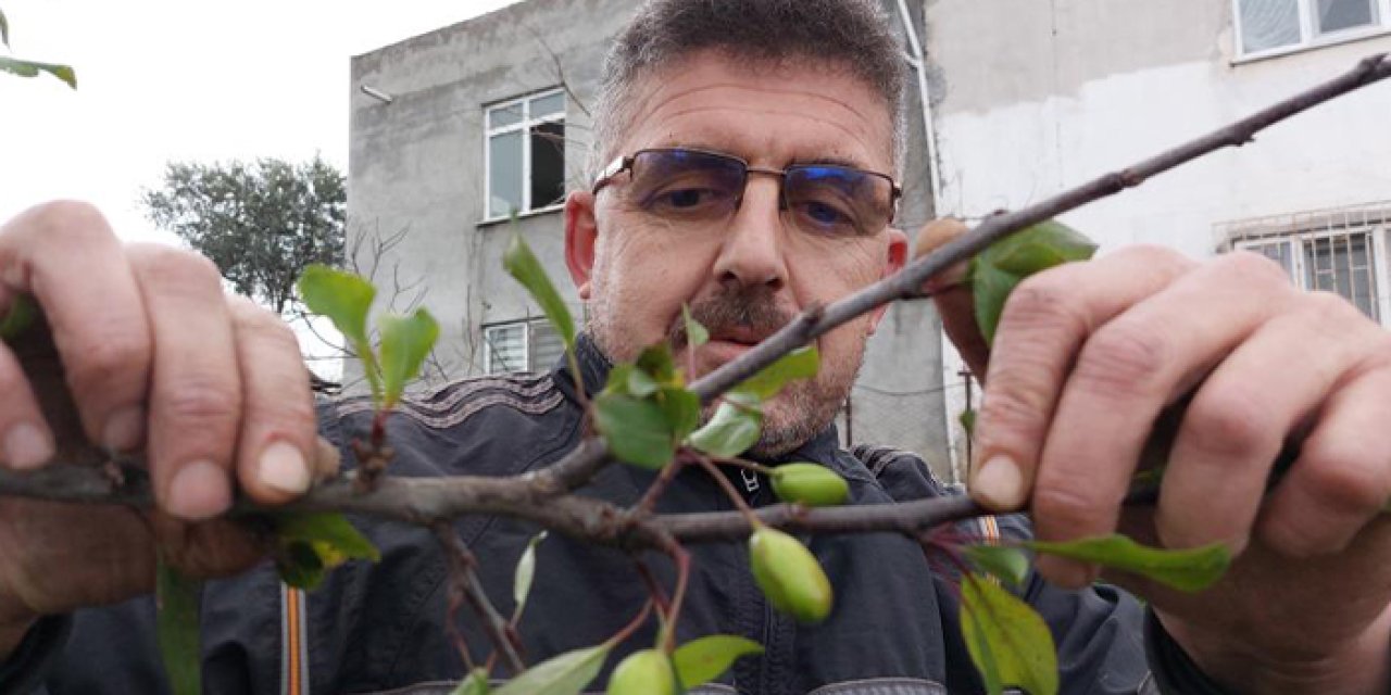 Samsun’da "Yalancı Bahar"! Erik ağaçları kış ortasında meyve verdi