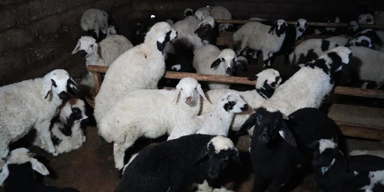 Bayburt’ta kuzulama sezonu başladı! Ağıllarda tatlı telaş