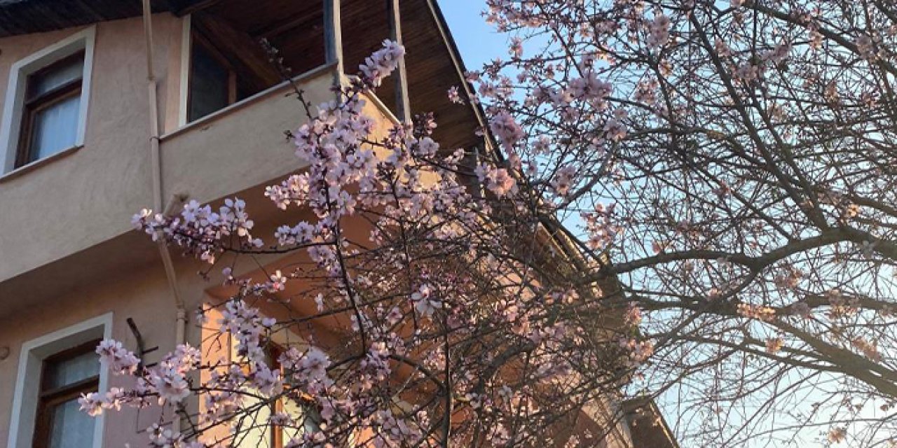 Ordu’da yalancı bahar! Erik ağacı Şubat ayında çiçek açtı