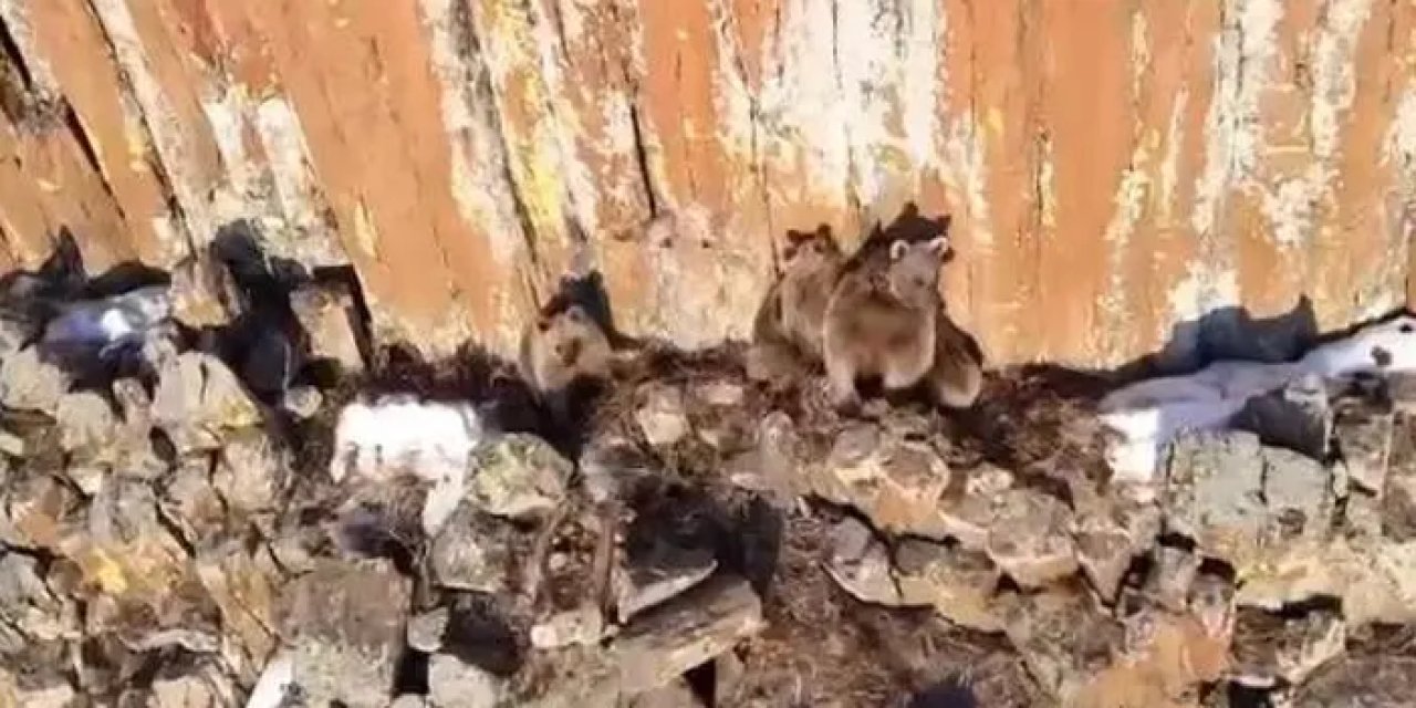 Gümüşhane’de anne ayı ve yavruları kameralara yakalandı