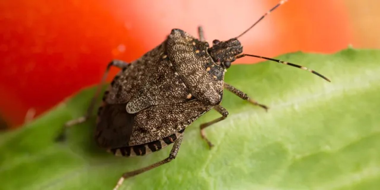 Giresun ve Ordu'da fındığın belalısı için harekete geçildi