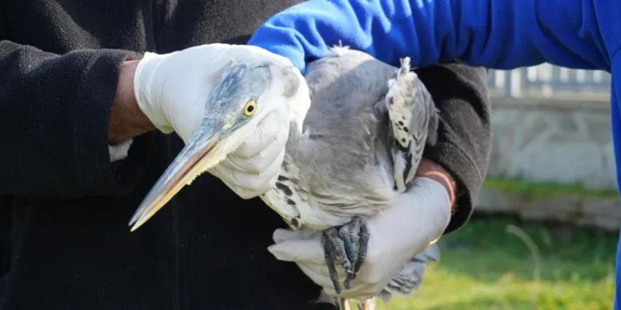 Samsun’da 120 yaban hayvanı tedavi oldu!