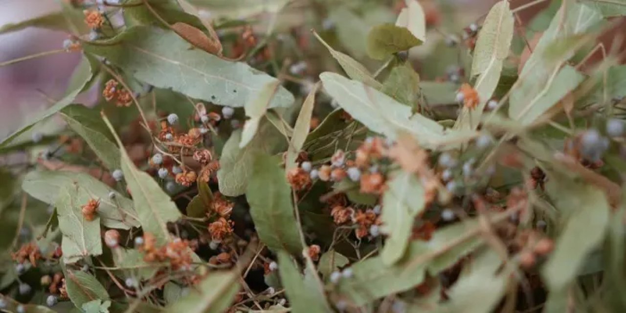 Samsun’da ıhlamur fiyatları artınca ilgi kış çaylarına kaydı