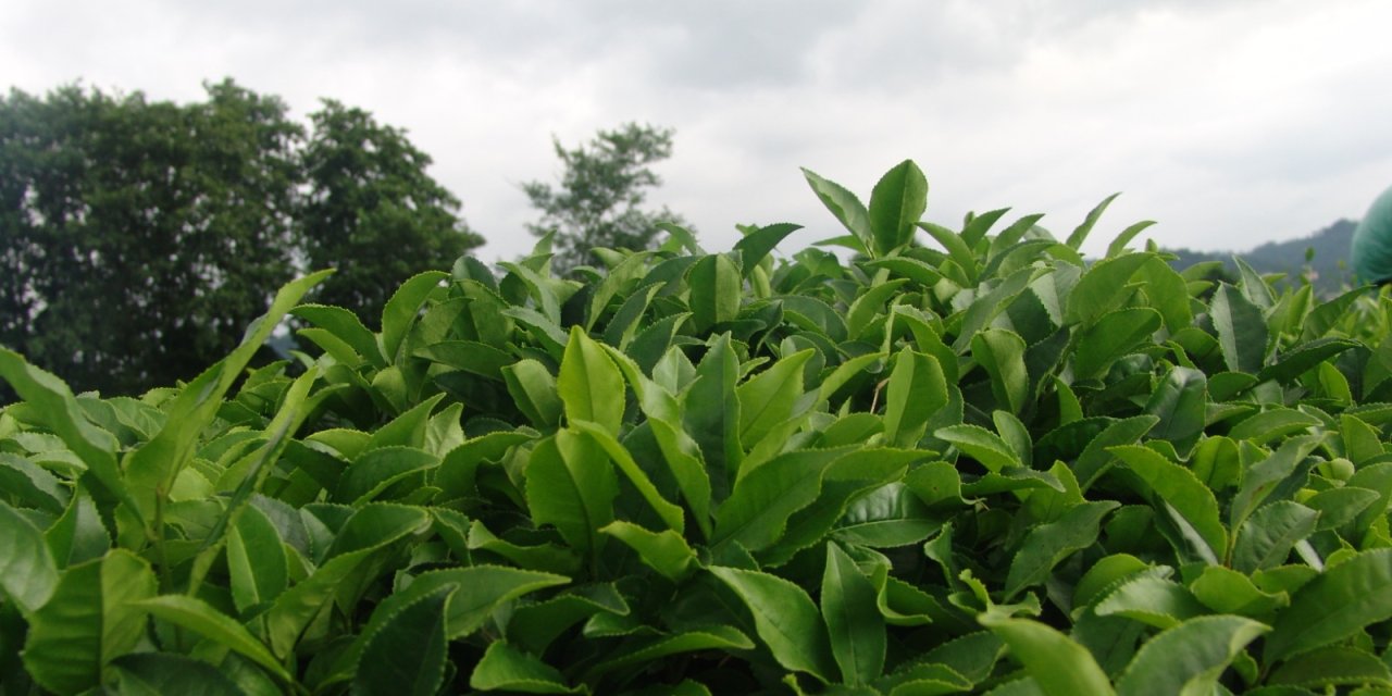 Trabzon'dan çay üretimi konusunda çağrı geldi "2025 yılında daha iyi bir politika bekliyoruz"