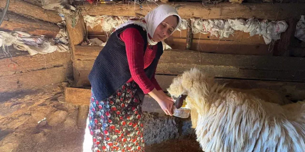 Giresun’da kadın besici sürü sahibi oldu! “Aileme katkıda bulunuyorum”