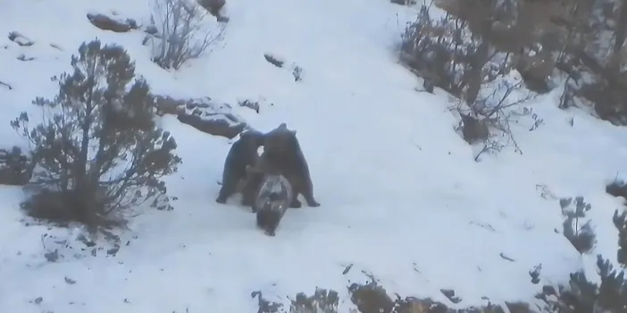 Gümüşhane’de yavru ayıların oyun keyfi kameralara yansıdı