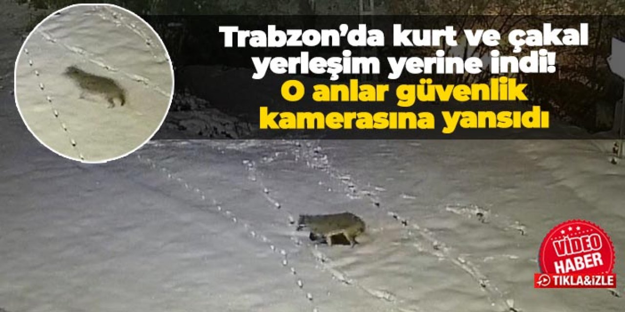 Trabzon’da kurt ve çakal yerleşim yerine indi! O anlar güvenlik kamerasına yansıdı