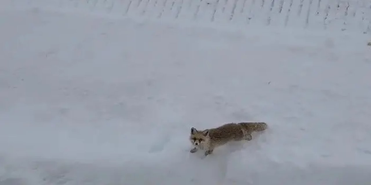 Bayburt’ta ekmek yemeyen tilkiye Antep baklavası!