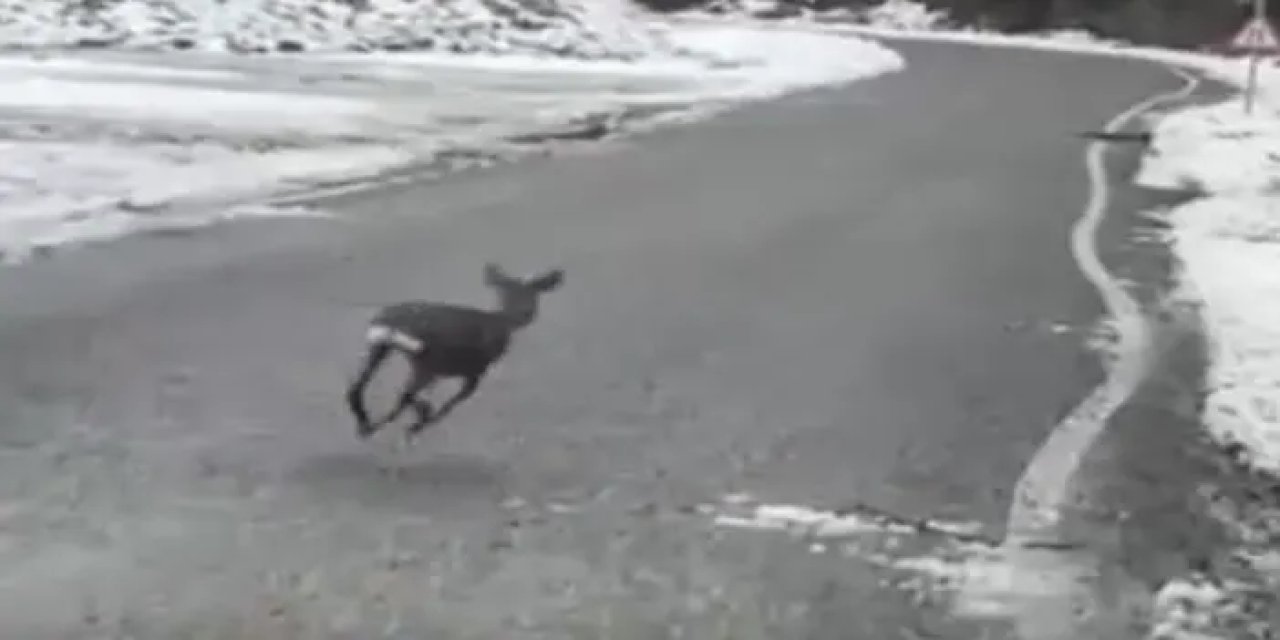 Giresun’da karaca karayoluna indi!