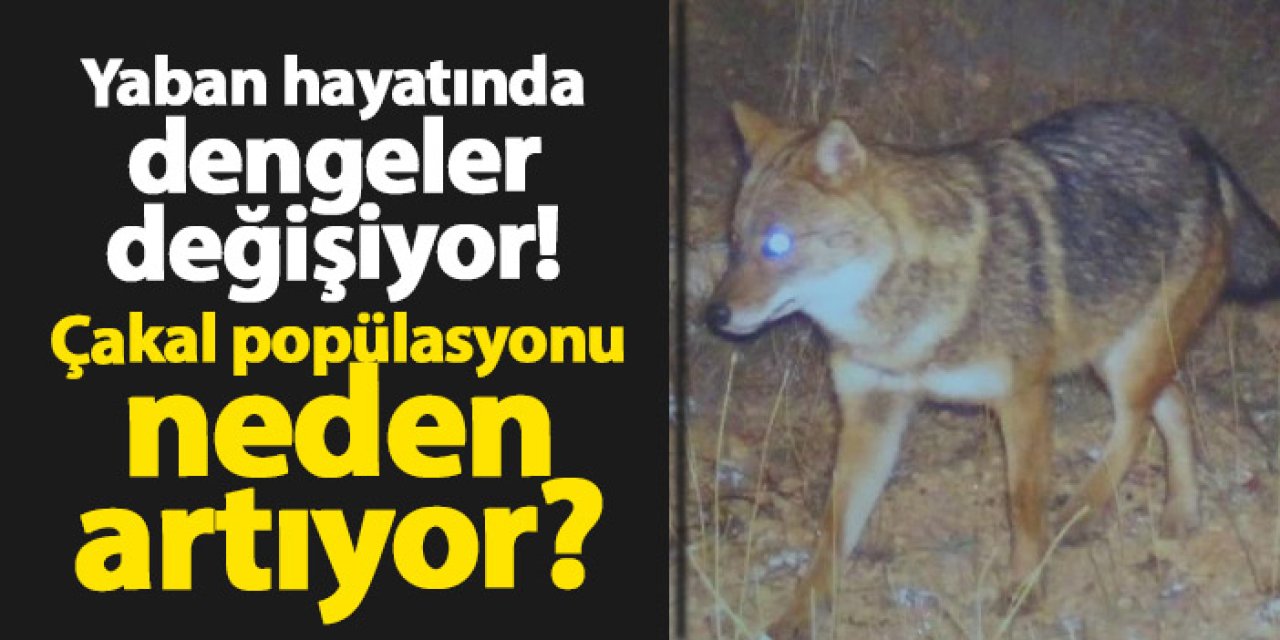 Yaban hayatında dengeler değişiyor: Çakal popülasyonu neden artıyor?