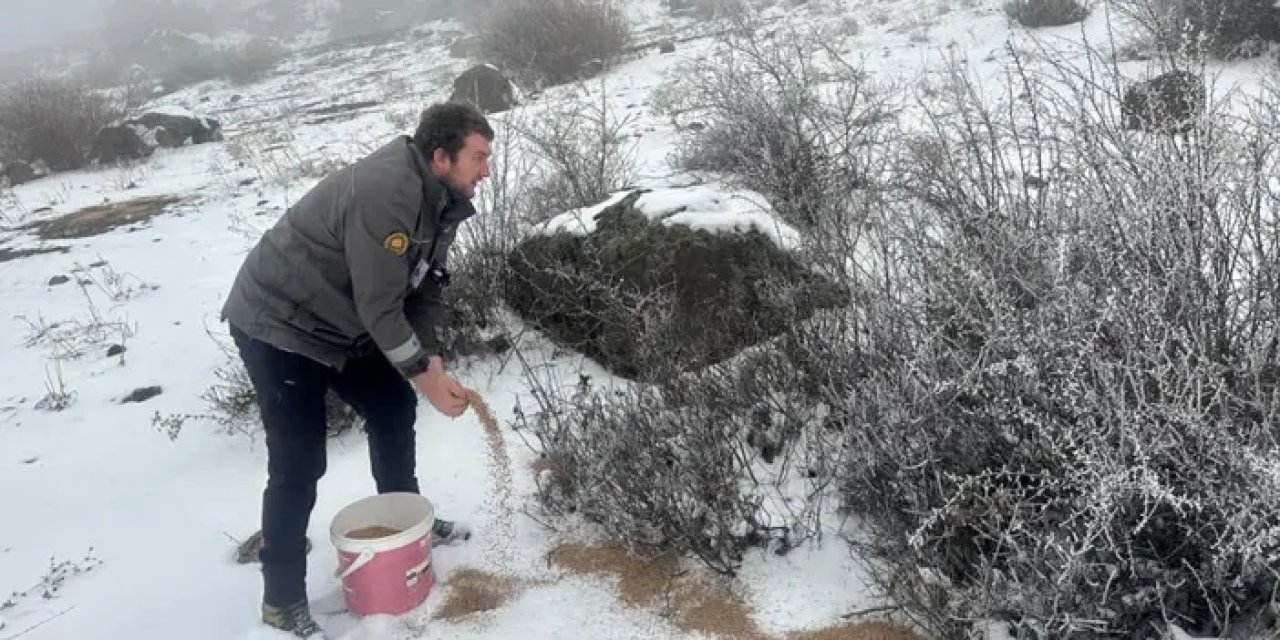 Giresun’da yaban hayvanları için yem bırakıldı!