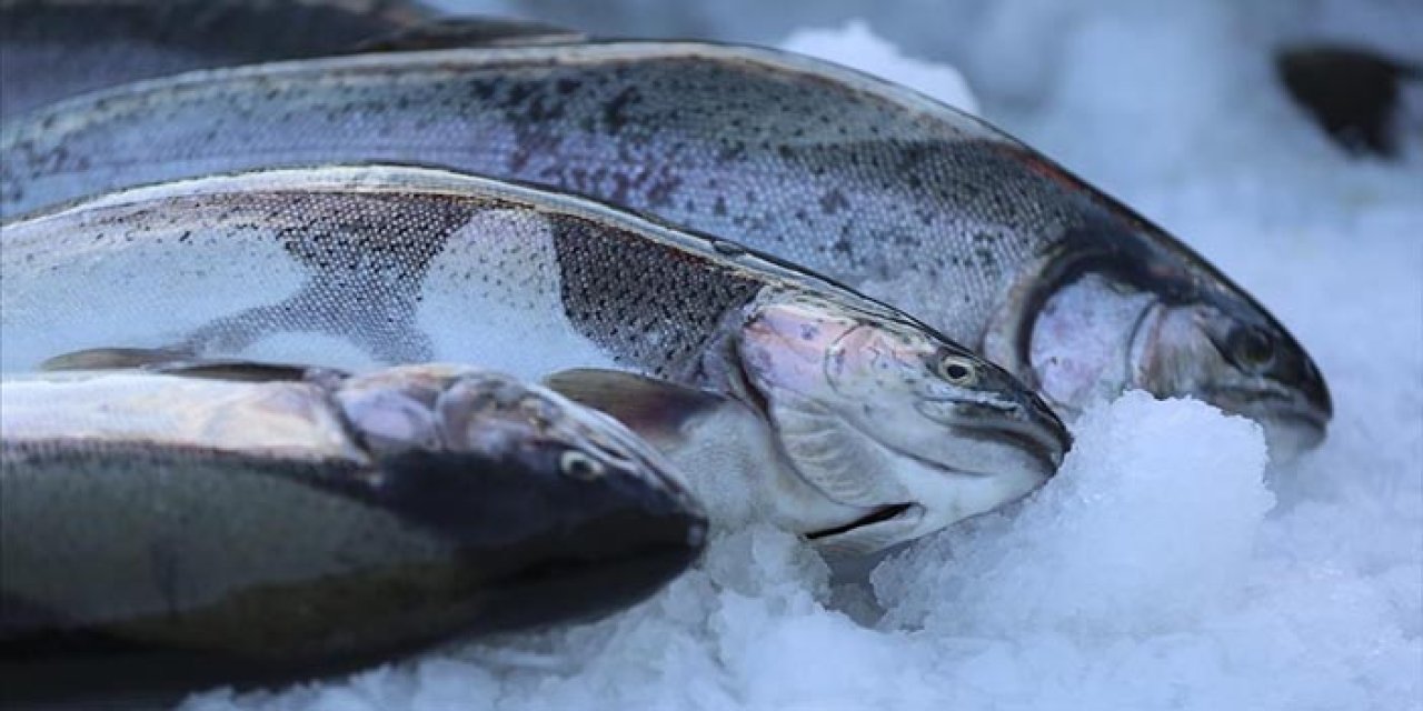 Trabzon, Türk somonu ihracatında lider! Ocak ayında 3,5 milyon dolar gelir
