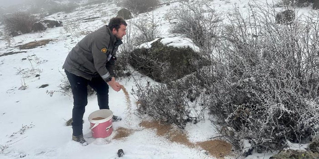 Giresun’da yaban hayvanları için destek! 1500 kg yem doğaya bırakıldı