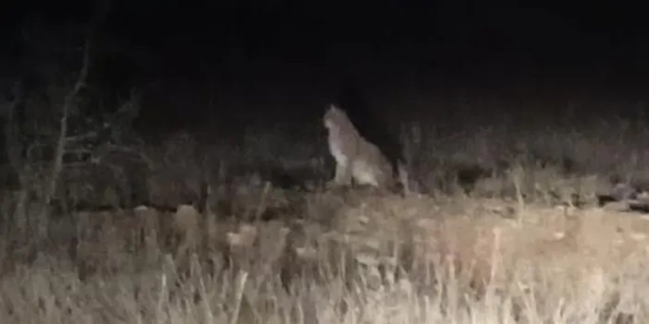 Gümüşhane’de Kafkas Vaşağı avlanırken görüntülendi!