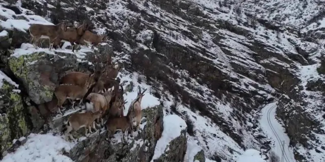 Bayburt’ta dağ keçileri yamaçlı dağlarda görüldü
