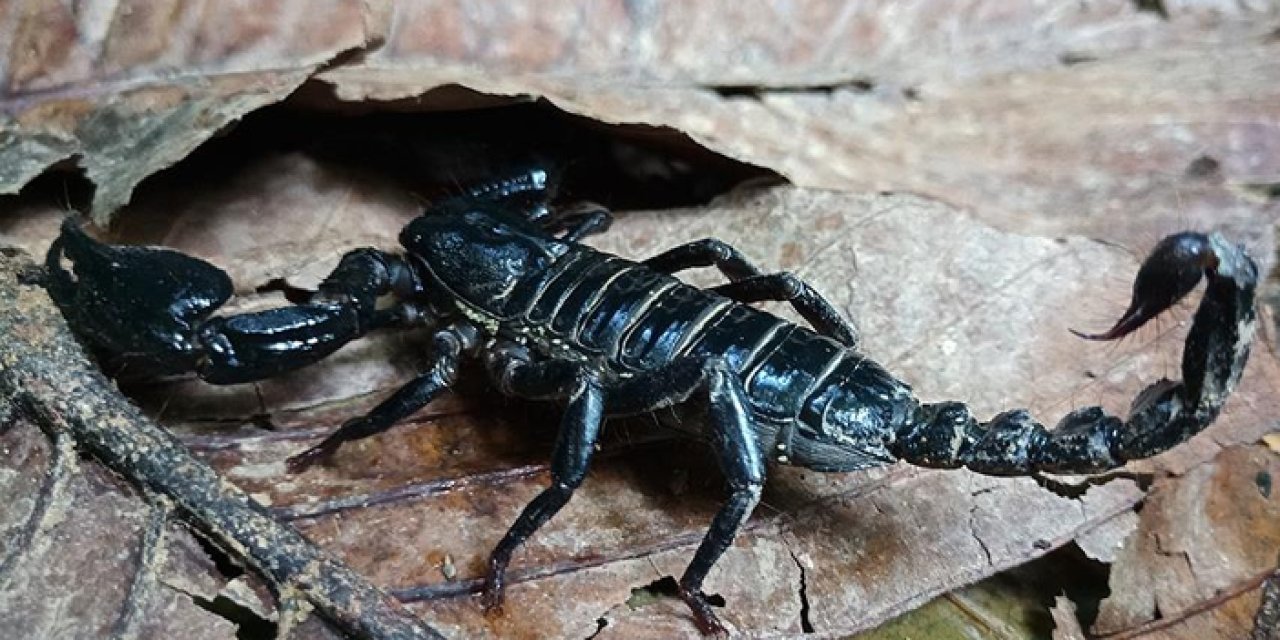 KTÜ İLAFAR'da akrep zehri üzerine araştırma başlıyor!