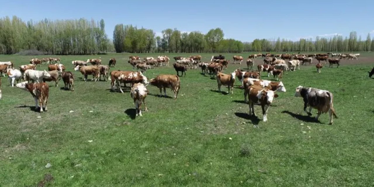 Bayburt’ta Süt Sığırı Yetiştirici Kursu başvuruları yarın bitiyor!