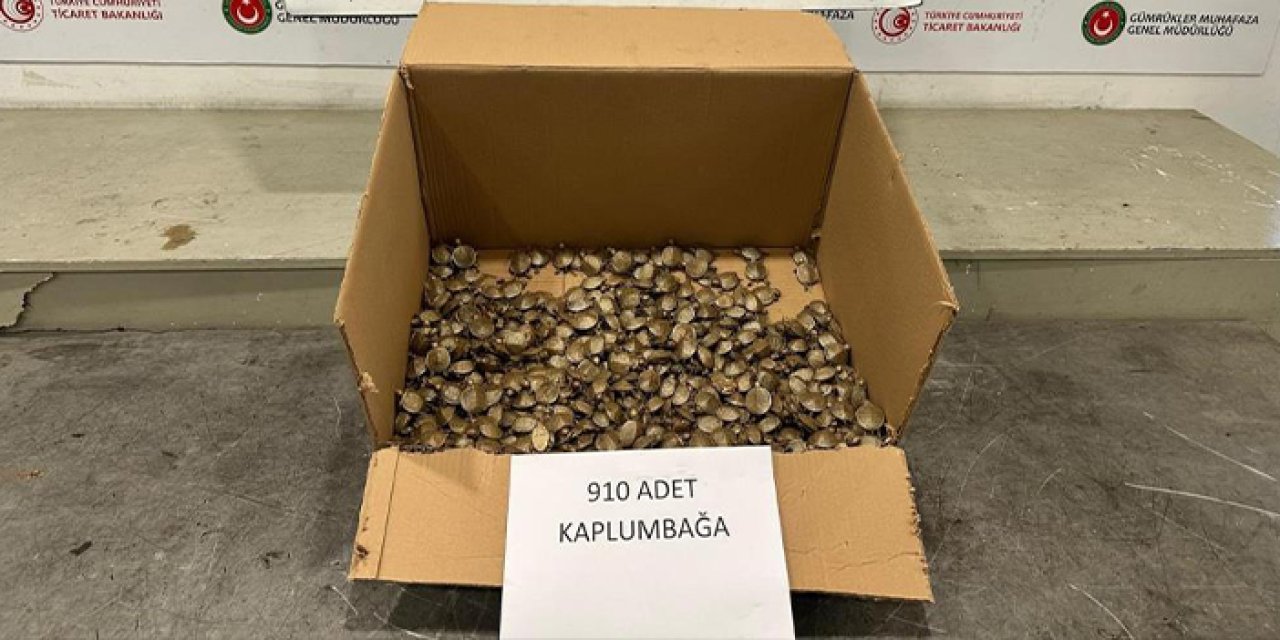 Sınırda şok operasyon! 655 milyon TL’lik su kaplumbağası yakalandı