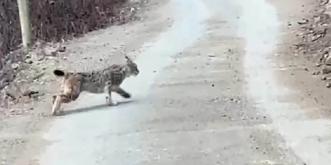 Artvin’de nesli tehlike altındaki vaşak görüntülendi