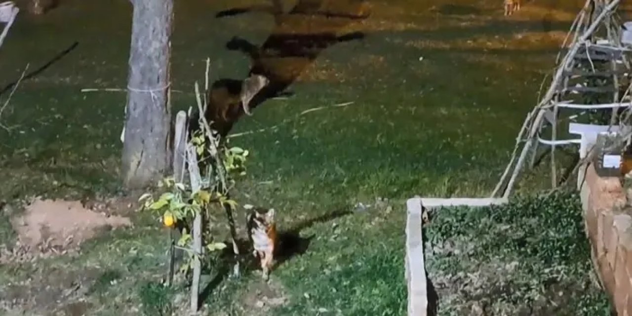 Ordu’da her gün kapısına gelen çakalları ekmekle besliyor!