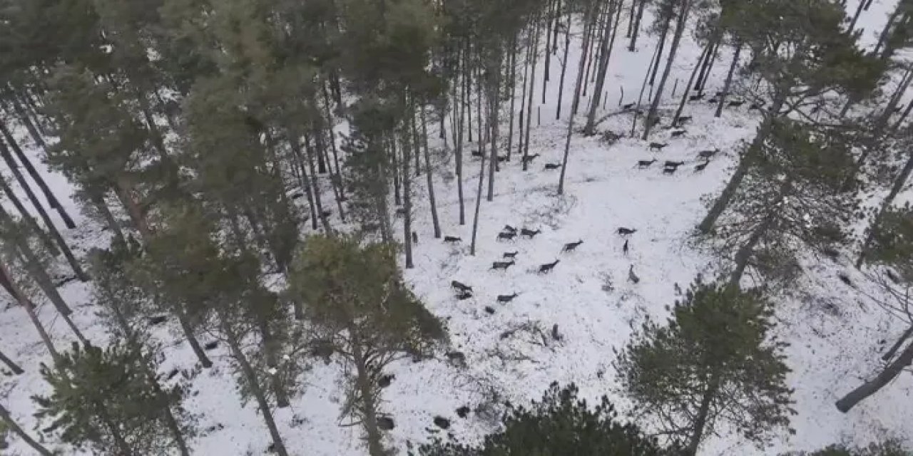 Samsun’da geyik sürüsü görüntülendi!