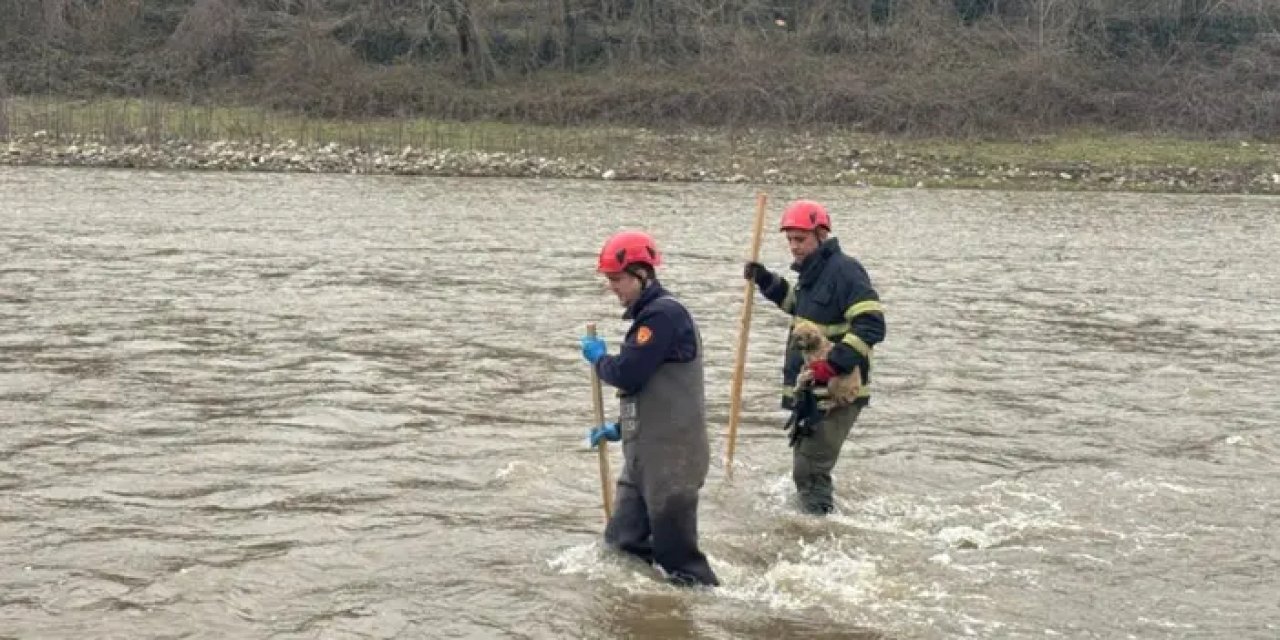 Ordu’da dere yatağında mahsur kalan yavru köpeğin imdadına koşuldu!