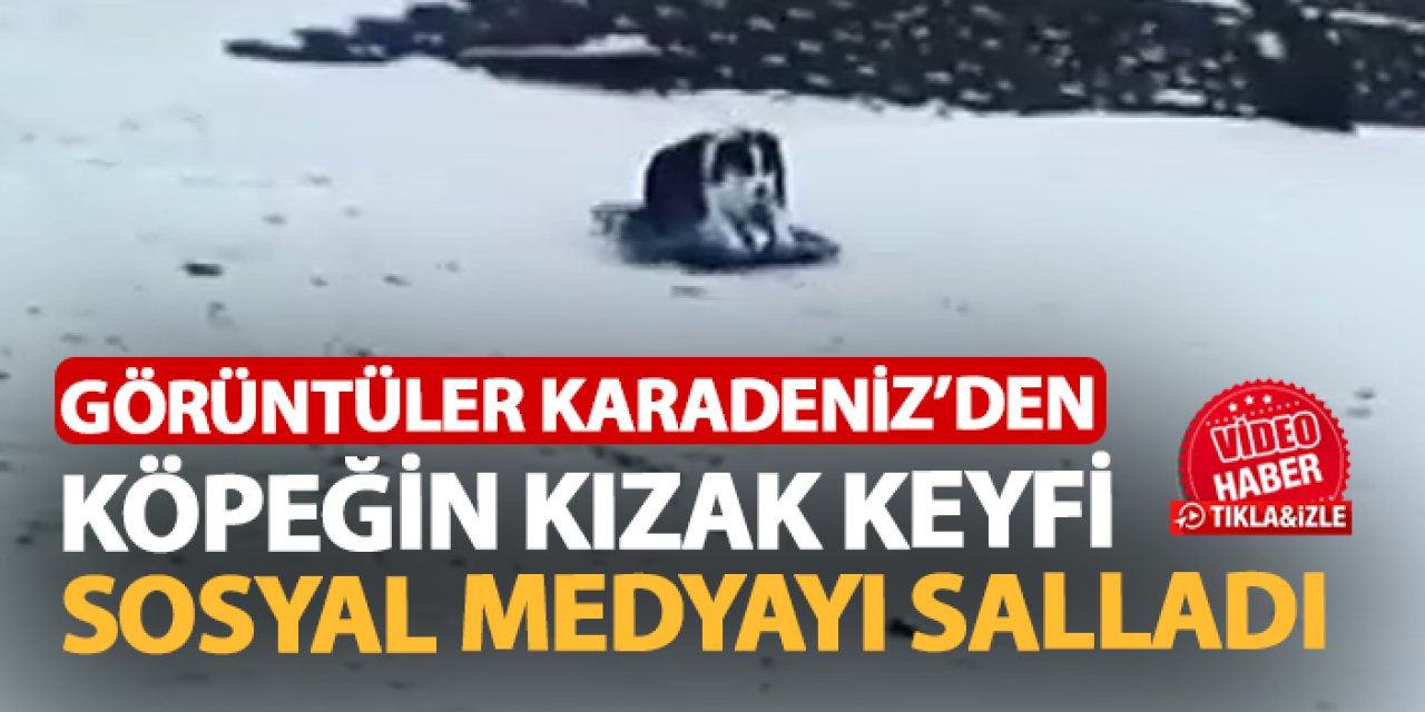 Görüntüler Karadeniz'den! Köpeğin kızak keyfi sosyal medyayı salladı