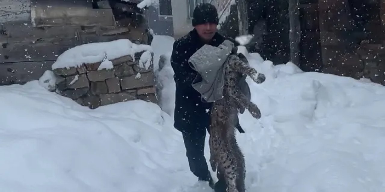 Bayburt’ta yiyecek arayan vaşağa köpekler saldırdı!