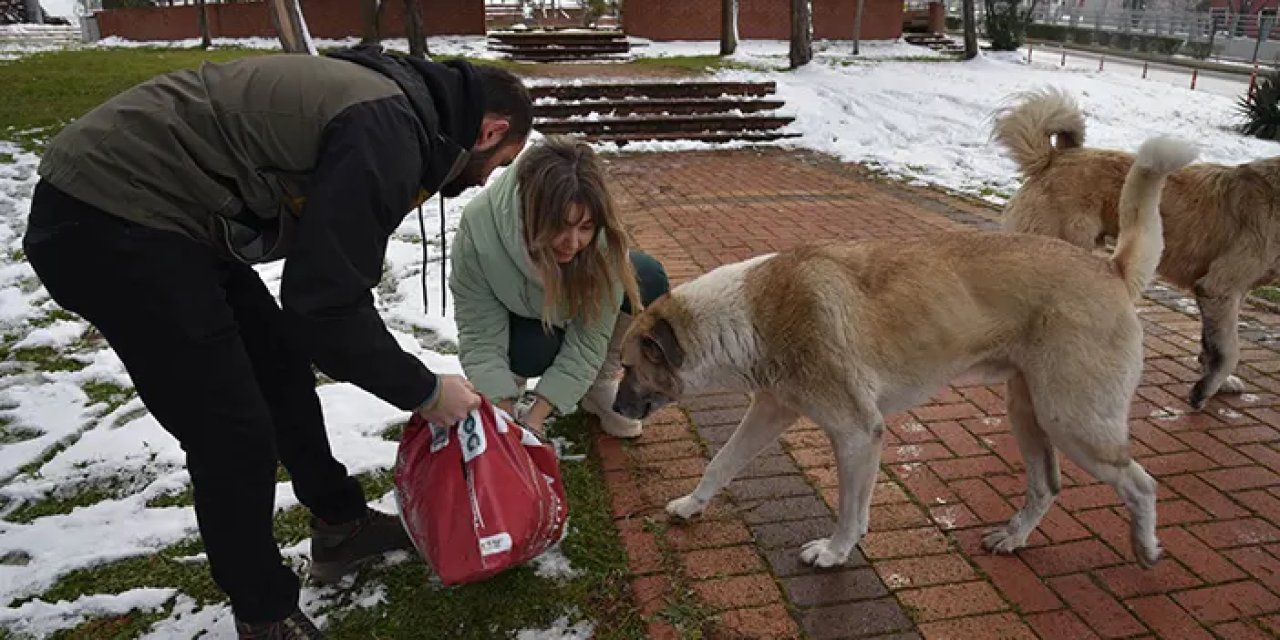 OMÜ öğrencilerinden sokak hayvanlarına mama desteği