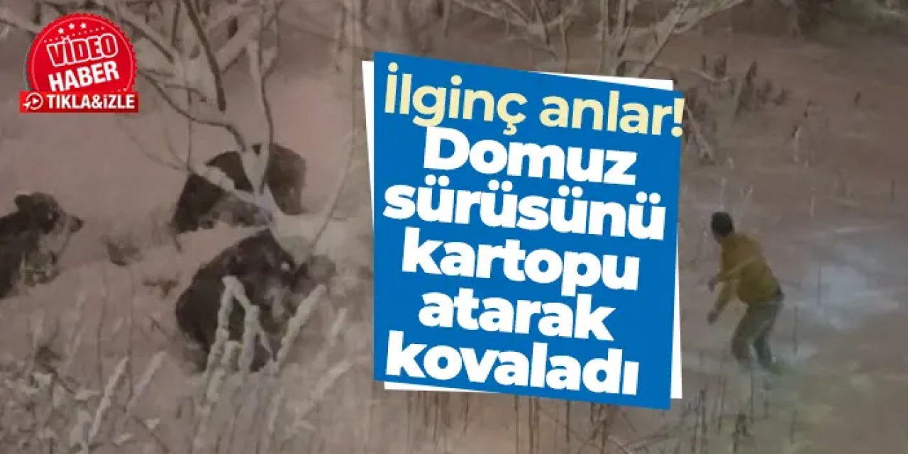 Ordu'da ilginç anlar! Domuz sürüsünü kartopu atarak kovaladı