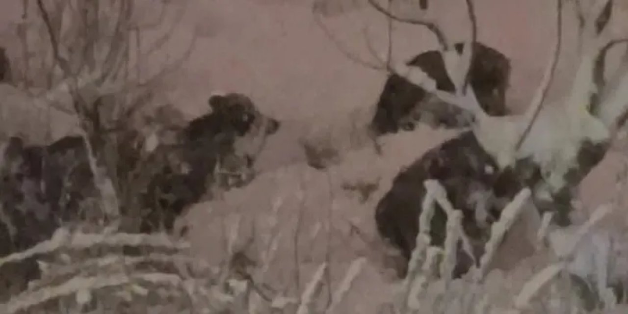 Ordu’da domuzlar şehir merkezine indi!