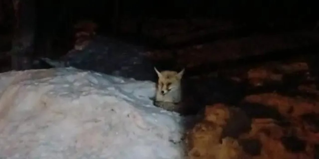 Bayburt’ta Tilki Can ekmek alabilmek için ayakkabıları kaçırıyor