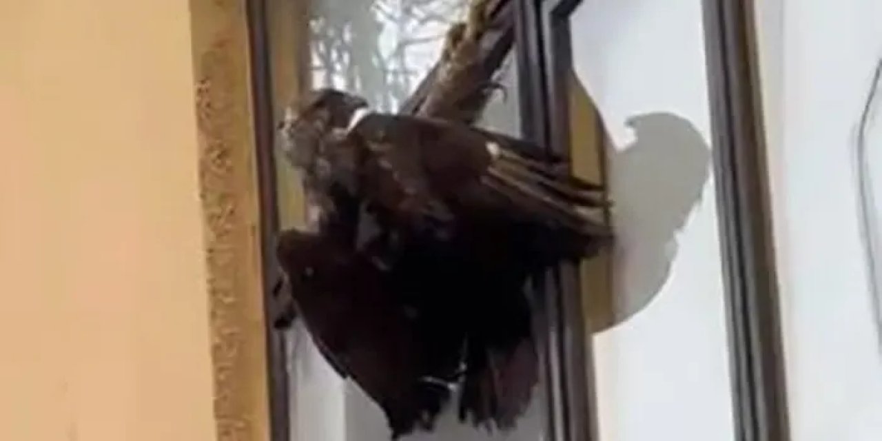 Artvin'de kuşların tuhaf halleri görüntülendi