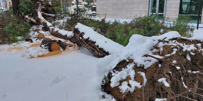Samsun’da yoğun kar yağışı ağacı devirdi! İş yerleri de zarar gördü