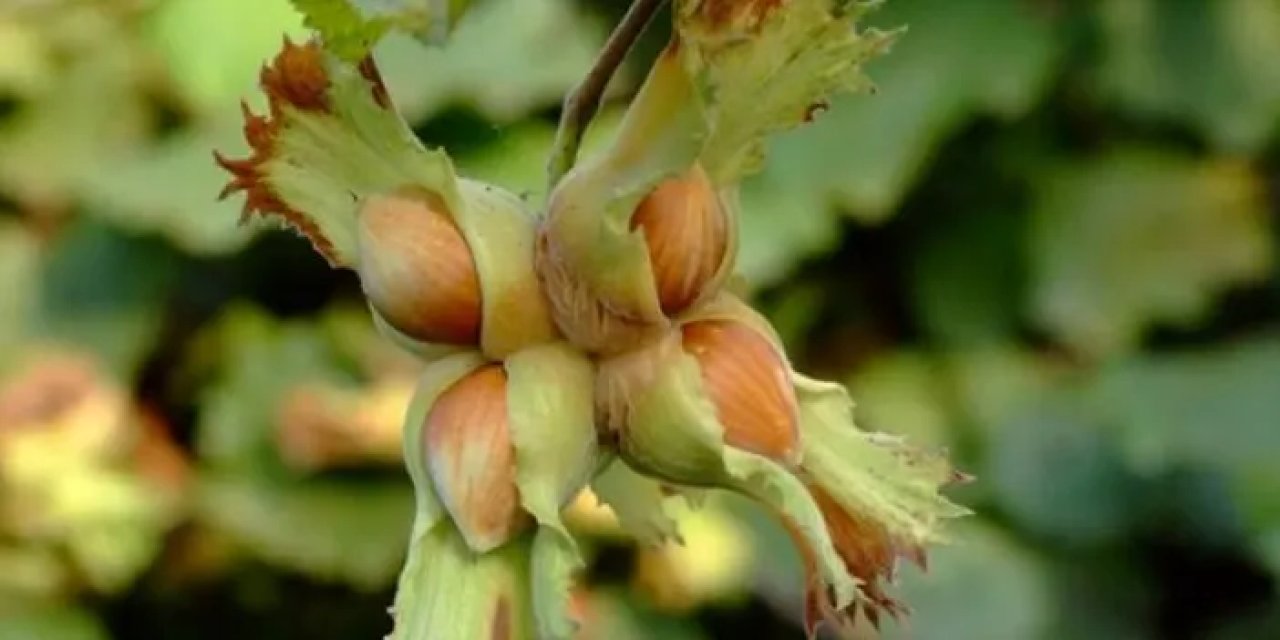 Trabzon'da fındık üreticilerine uyarı geldi! "Tüm emek ve masraflar bir anda heba olabilir"