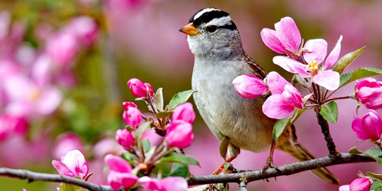 Cemre düştü mü? İkinci (2.) cemre ne zaman düşecek? Havaya, suya, toprağa ne zaman düşüyor?