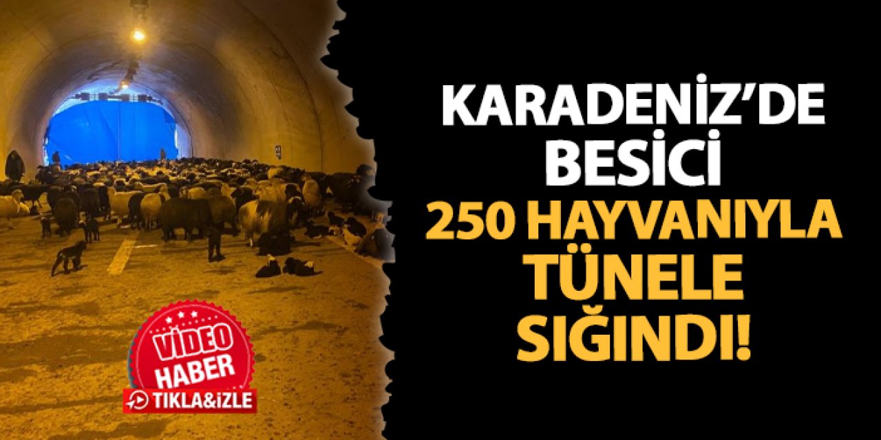 Artvin'de besici 250 küçükbaş hayvanıyla tünele sığındı!