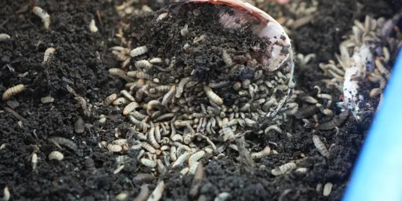 Bu böcek atıkları tüketiyor, doğa için gübre üretiyor!