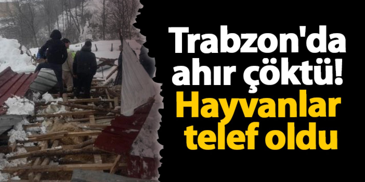 Trabzon'da ahır çöktü! Hayvanlar telef oldu