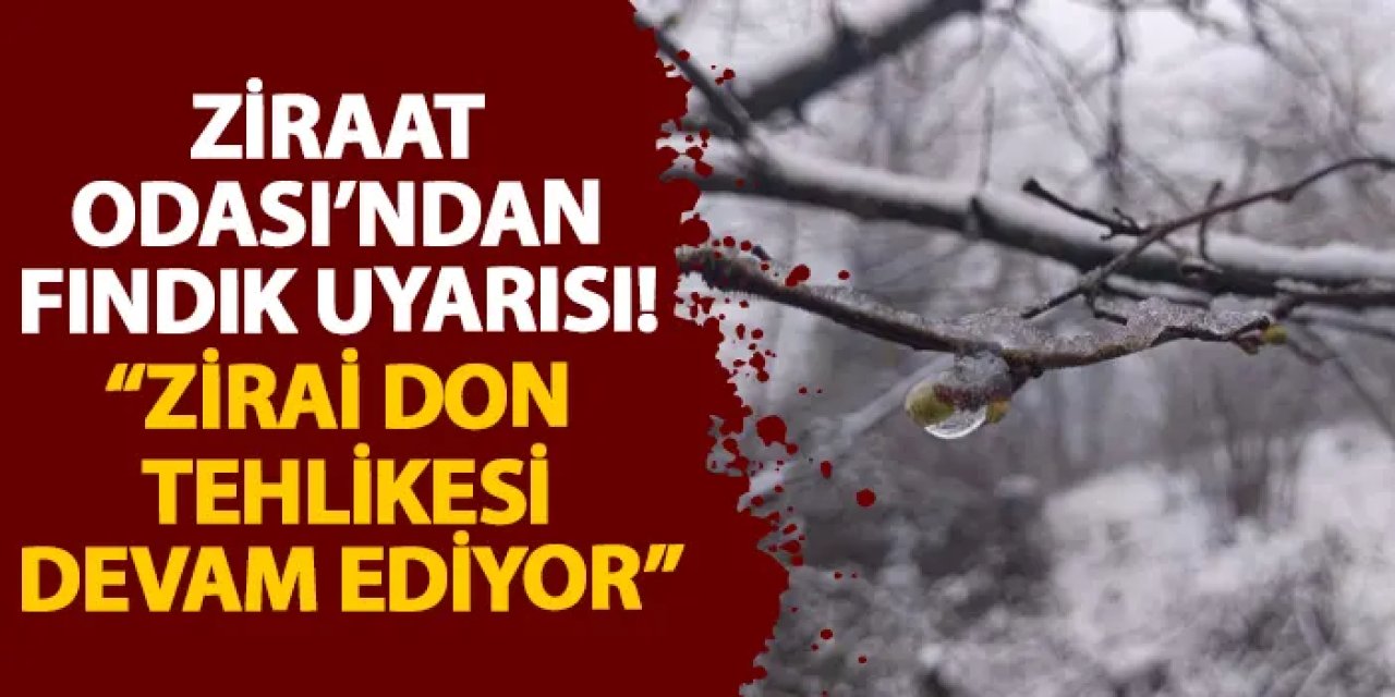 Ordu Ziraat Odası’ndan fındık uyarısı! “Zirai don tehlikesi devam ediyor”