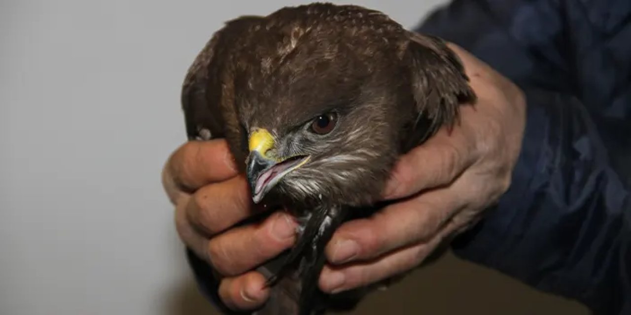 Giresun’da bitkin bulunan kızıl şahin yeniden özgürlüğüne kavuştu!