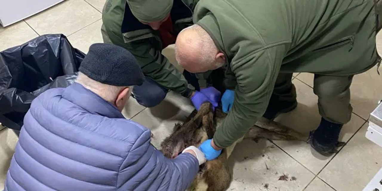 Trabzon’da yaralı karacaya yardım eli! Ortahisar ekipleri imdada koştu