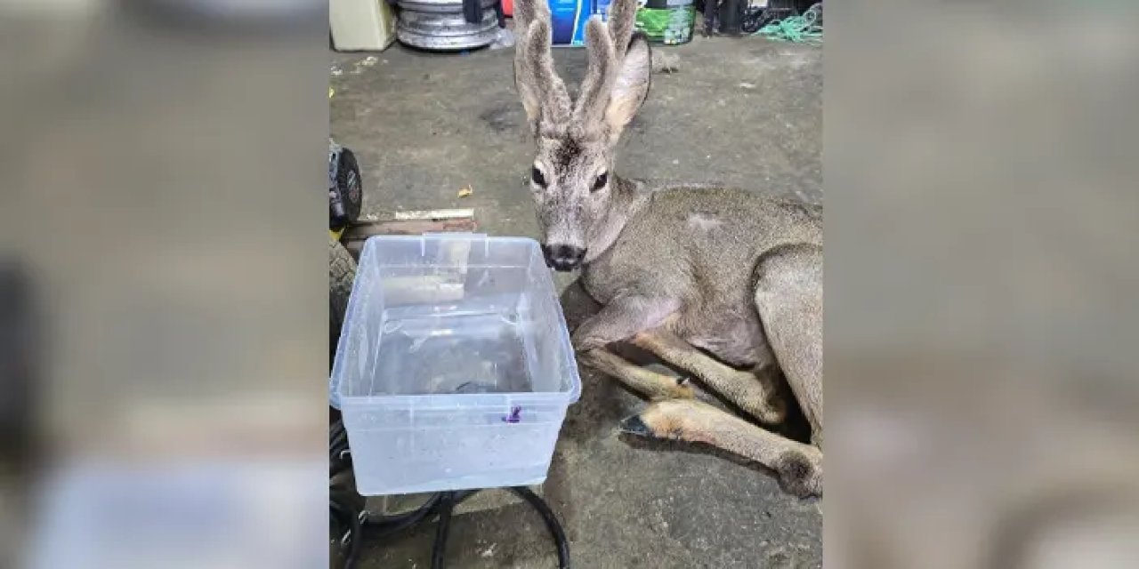 Artvin’de aç kalıp şehre inen karacaya belediye çalışanlarından yardım eli