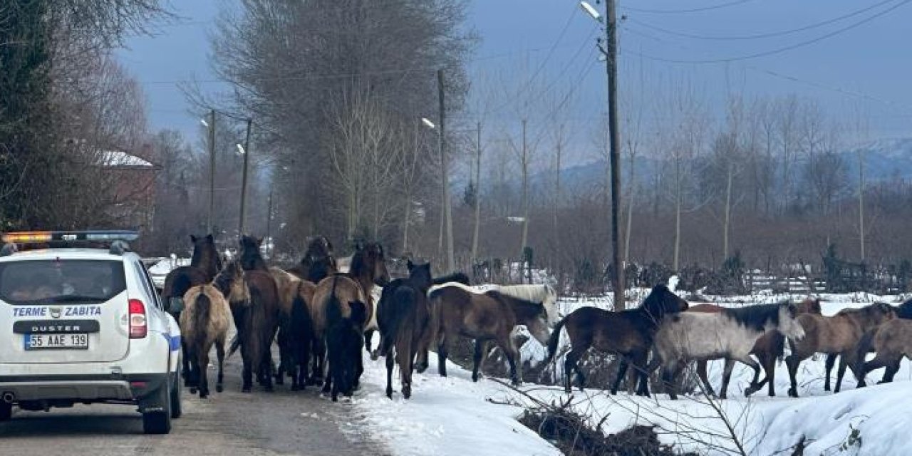 Samsun’da başıboş atlar belediyeyi harekete geçirdi