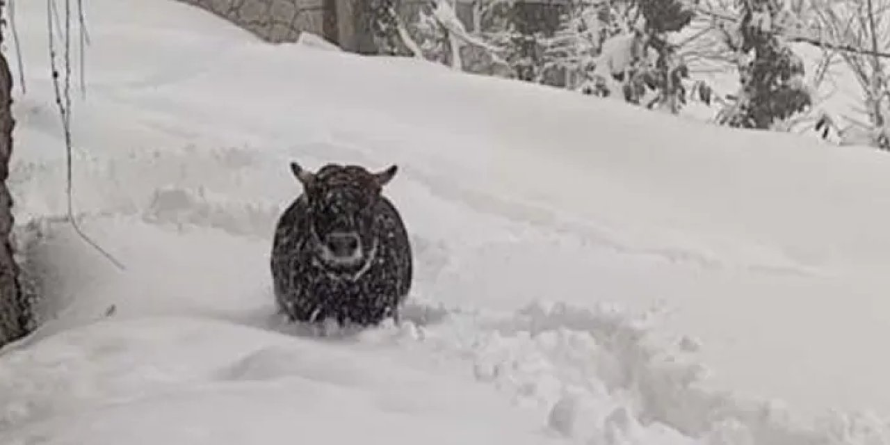 Rize’de kışlık ahırdan kaçan boğa yazlıkta bulundu